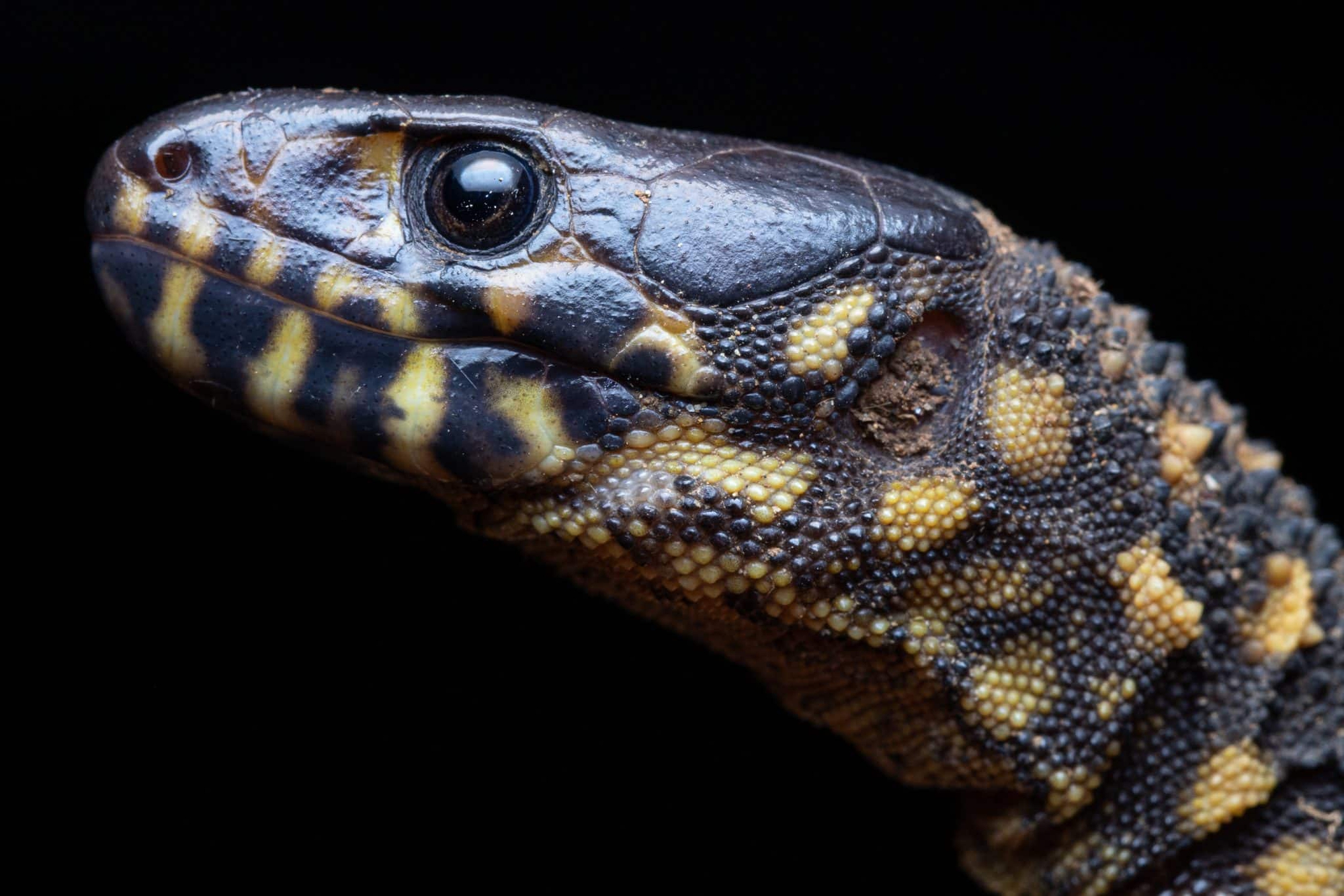 Bí ẩn về loài thằn lằn cổ đại có thể sống sót sau thảm họa diệt vong khủng long!- Ảnh 1. Thảm họa kỷ Phấn trắng-Cổ Cận và sự sống sót của thằn lằn đêm