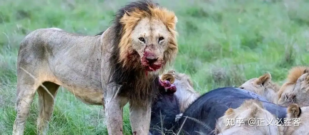 Sư tử tấn công trâu rừng