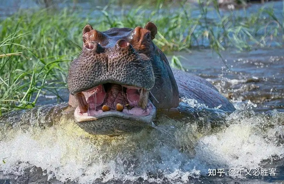 Trâu rừng trên đất liền, hà mã dưới nước