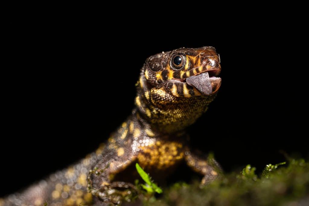 Bí ẩn về loài thằn lẵncổ đại có thể sống sót sauthảm họa diệt vong khủng long!- Ảnh 2. Thằnlẵndđêmtrongcácvimôitrườngđặctrưng