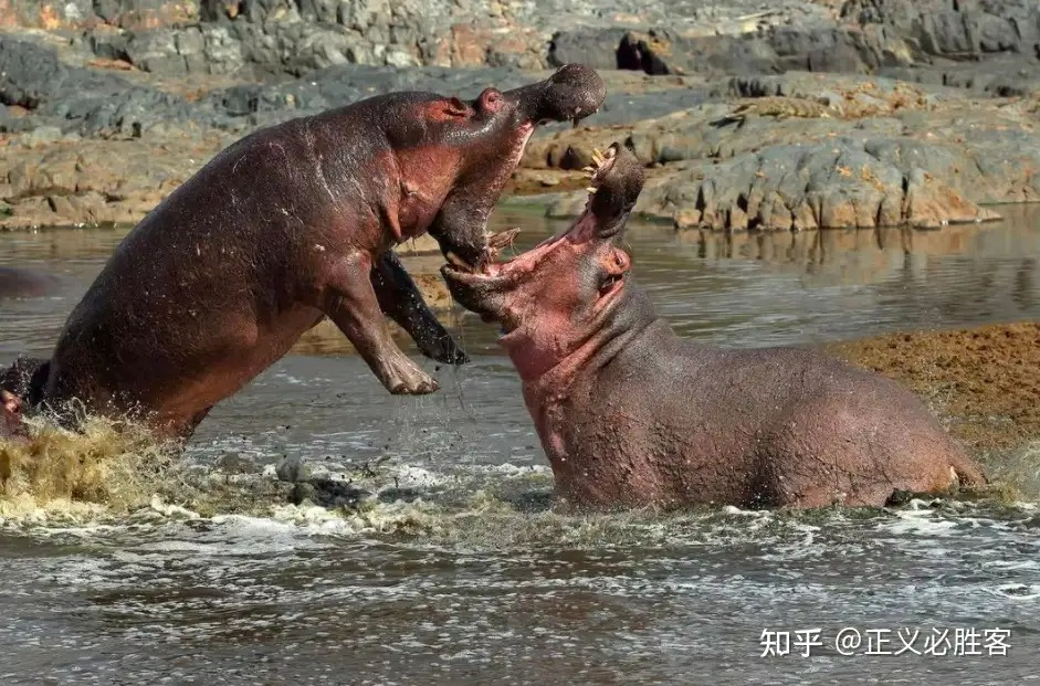 Sư tử cùng con mồi trâu rừng