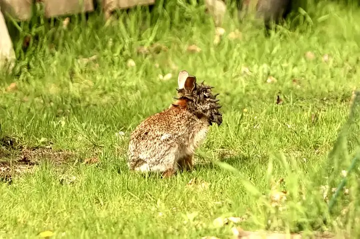 Tổn thương do virus u nhú Shope ở thỏ có thể biến mất hoặc trở nặng Khối u do virus SPV trên thỏ có thể tự biến mất hoặc phát triển nghiêm trọng