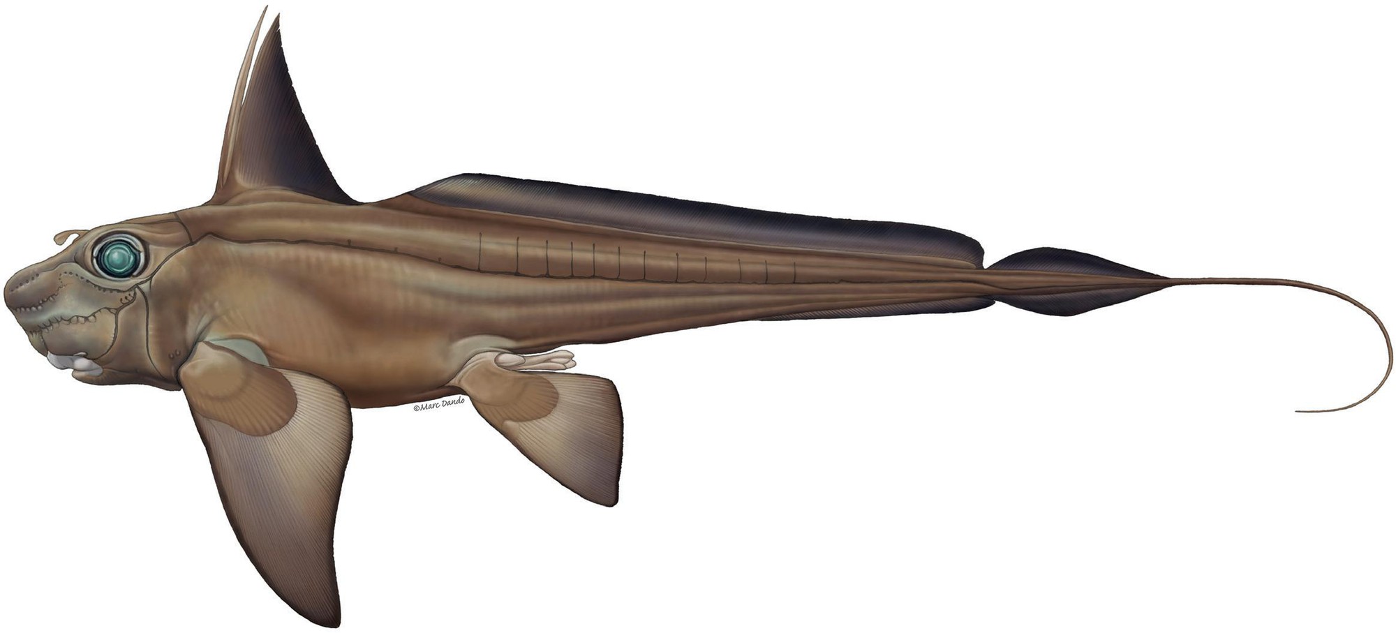 Tentaculum mọc từ trán của cá đực