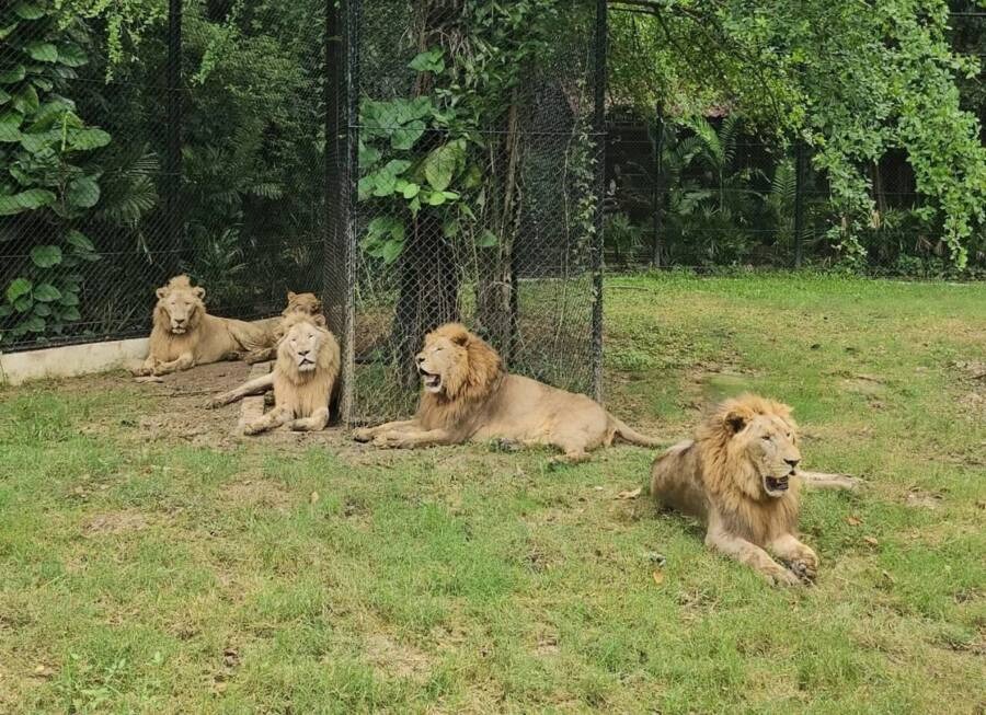 Thảm kịch tại sở thú Thái Lan: Sư tử tấn công người quản lý, dấy lên lo ngại về an toàn động vật hoang dã- Ảnh 3. Thảm kịch tại sở thú Thái Lan: Sư tử tấn công người quản lý, dấy lên lo ngại về an toàn động vật hoang dã- Ảnh 3.