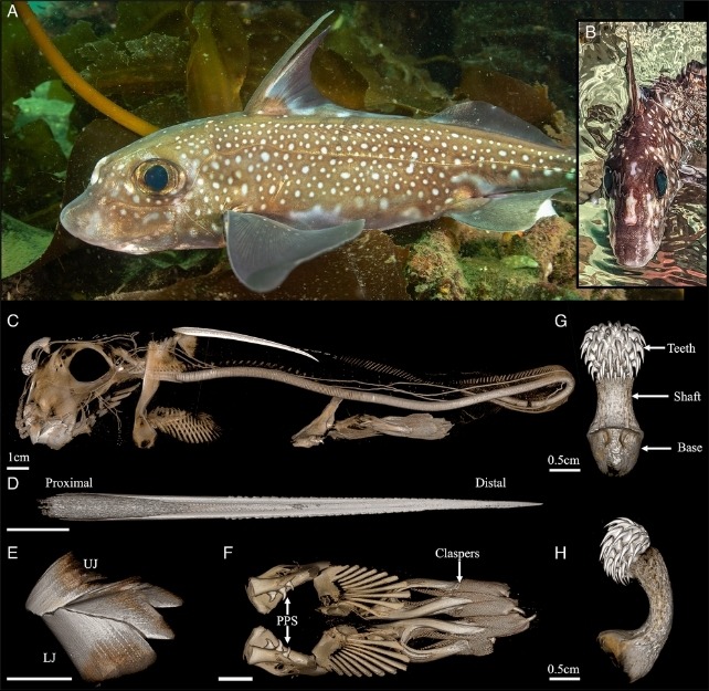 Hàm trên của cá mập ma
