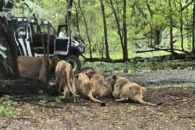 Thảm kịch tại sở thú Thái Lan: Sư tử tấn công người quản lý, dấy lên lo ngại về an toàn động vật hoang dã- Ảnh 1. Ảnh chụp màn hình từ video trên mạng xã hội về vụ sư tử tấn công.