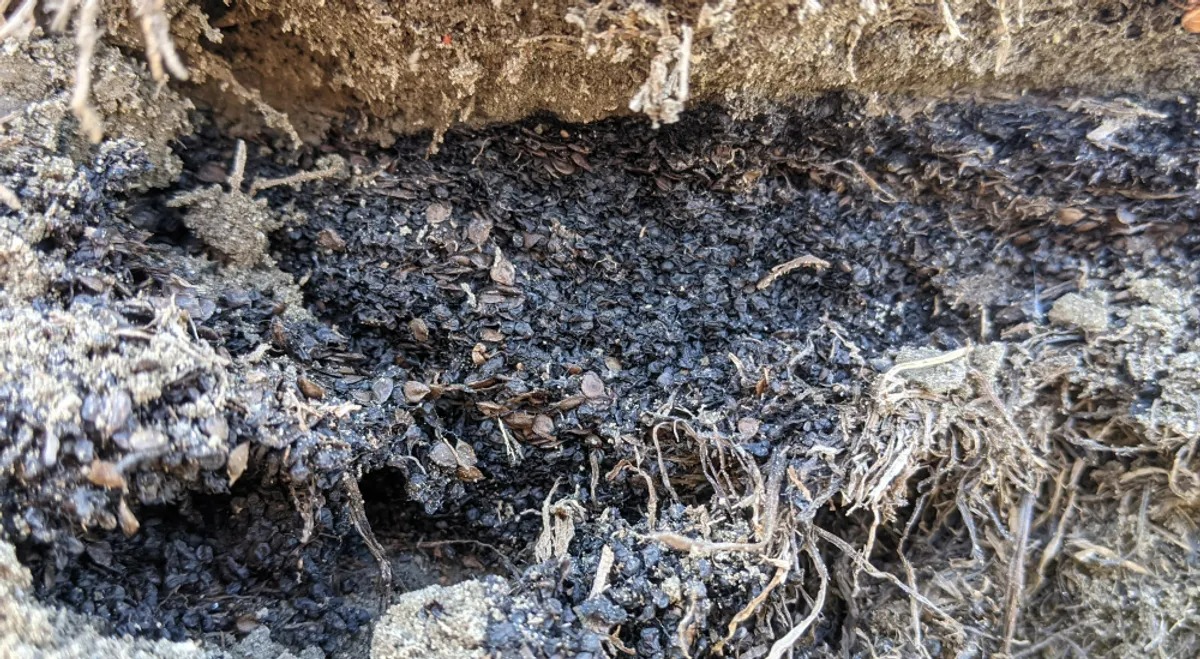 Kho hạt và trái cây khổng lồ từ thảo nguyên Yukon Hạt giống và trái cây cổ đại do sóc đất Bắc Cực tạo ra