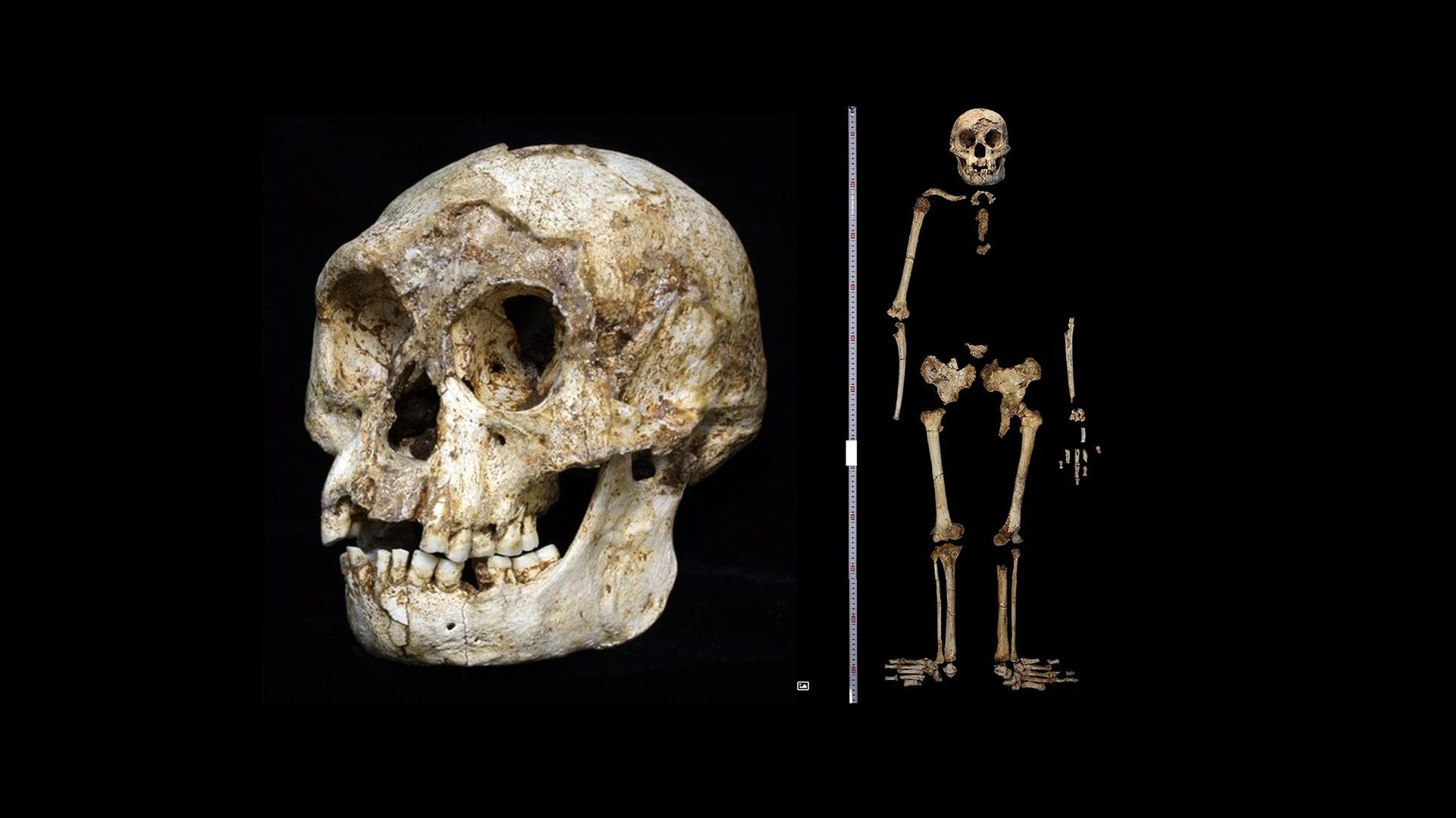 Dấu tích trí tuệ người Hobbit