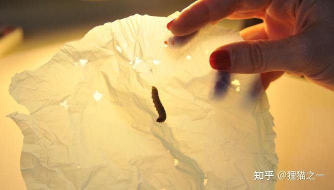 Nghiên cứu enzyme nước bọt sâu sáp Phân tích enzyme trong nước bọt sâu sáp