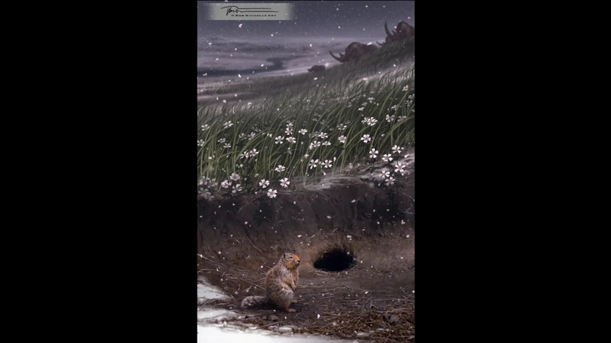 Hang được phát hiện ở Siberia dọc theo bờ sông Kolyma Hang sóc thời Kỷ Băng Hà ở Siberia chứa hạt giống cổ đại