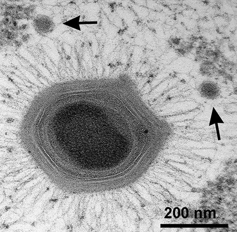 Virus có phải là sinh vật sống không? Tranh cãi kéo dài hàng thập kỷ và những khám phá mới đang thay đổi câu trả lời- Ảnh 6. Phân loại đa dạng của các loại virus theo ICTV 2025