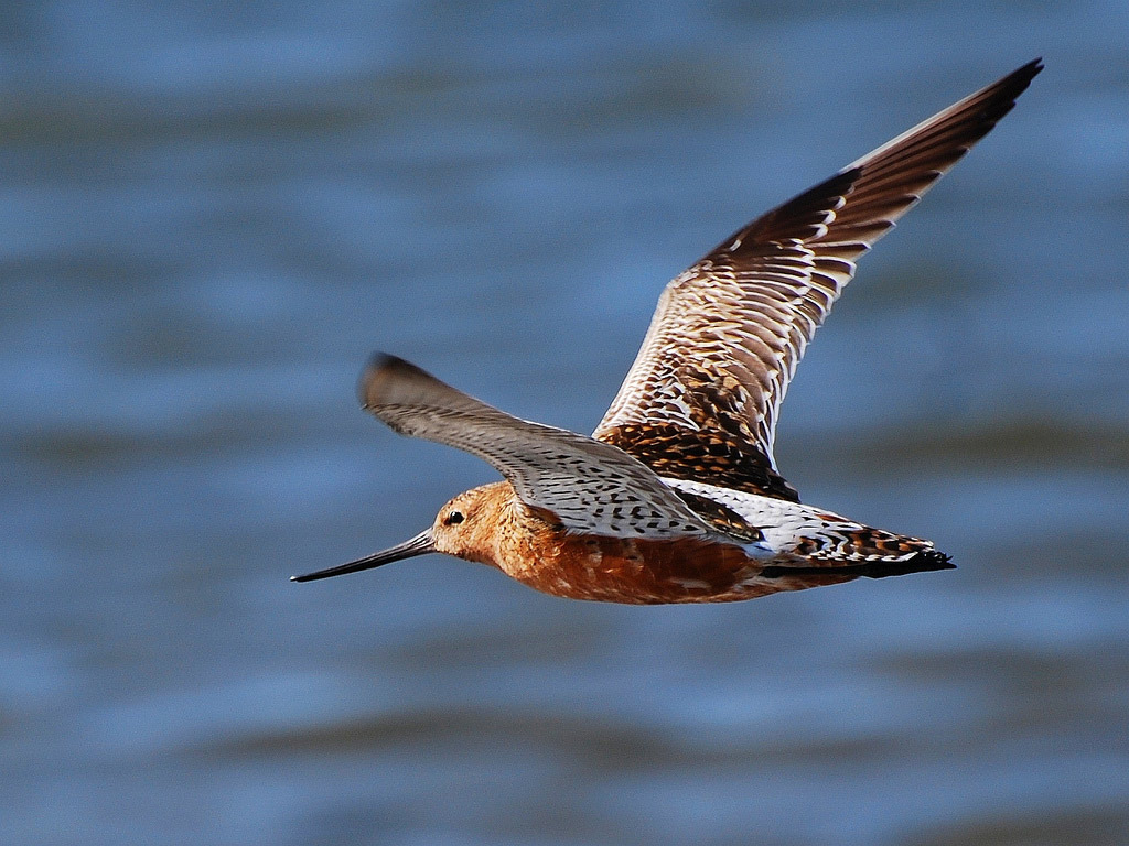 Chim choắt mỏ cong đuôi sọc trong môi trường tự nhiên Loài chim nhỏ với chiếc mỏ cong đặc trưng