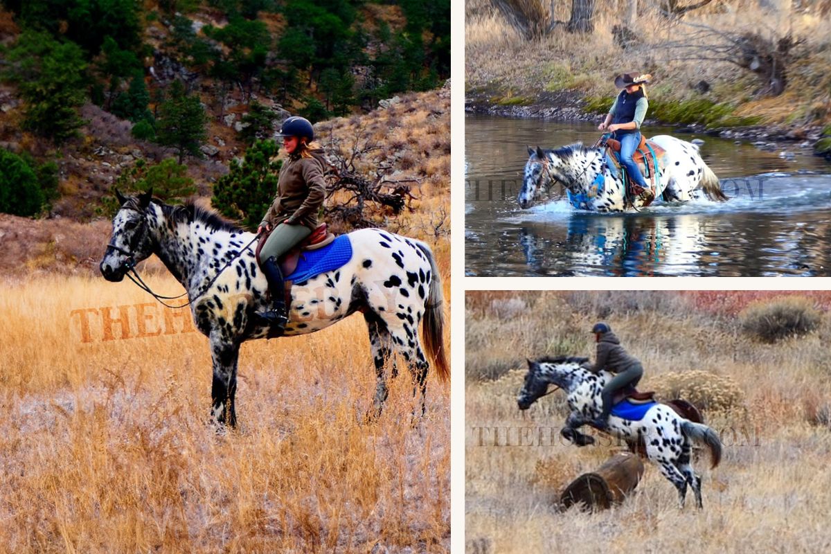 Ngựa Appaloosa hoa mai có giá trị kinh tế cao Ngựa Appaloosa được săn đón vì vẻ đẹp quý phái