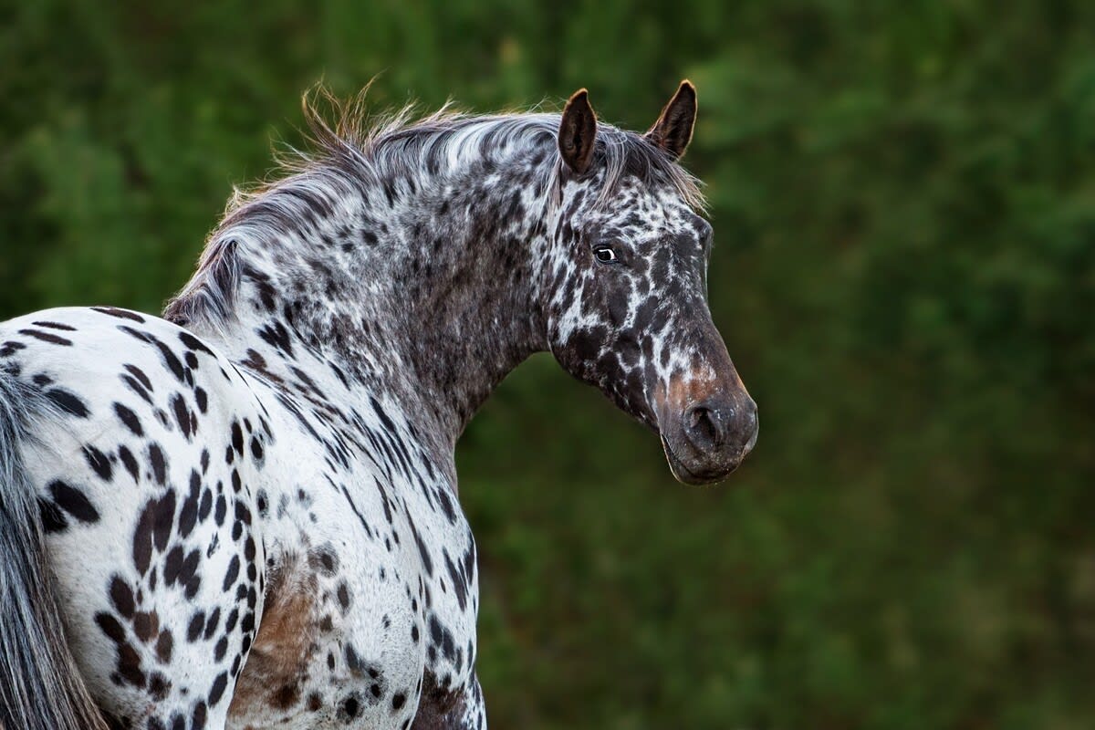 Ngựa Appaloosa hoa mai vẻ đẹp quý phái Ngựa Appaloosa với bộ lông họa tiết hoa mai