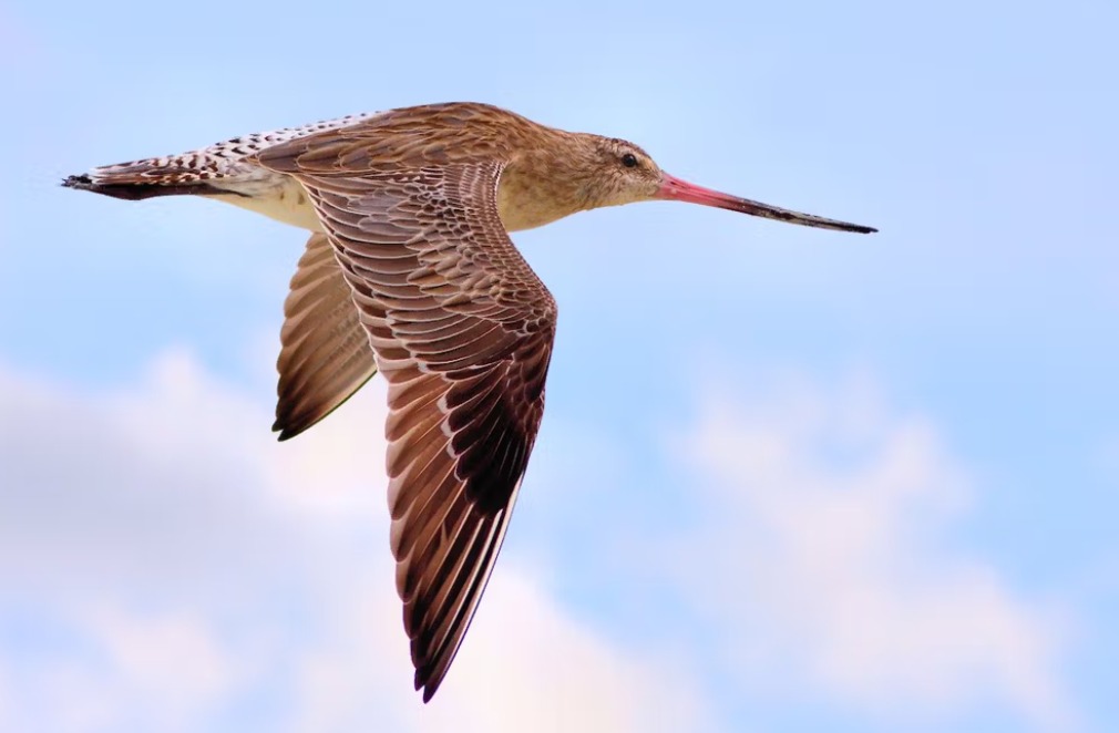 Chim choắt mỏ cong bay không ngừng nghỉ trên quãng đường dài Loài chim di cư bay trên bầu trời rộng lớn