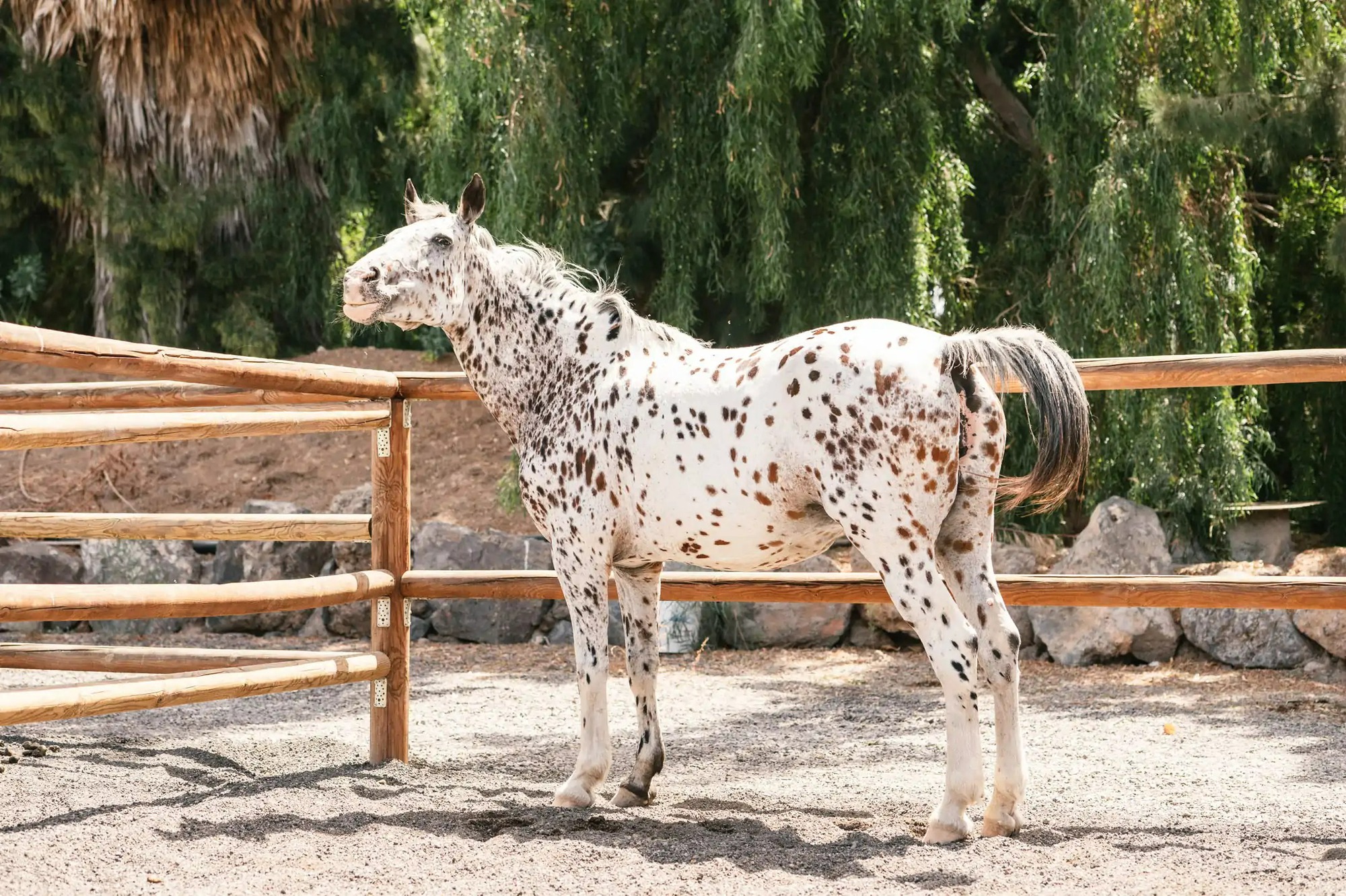 Lịch sử nguồn gốc của ngựa Appaloosa hoa mai Ngựa Appaloosa cổ điển liên quan đến bộ tộc Nez Perce