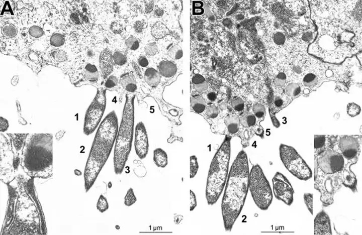 Virus có phải là sinh vật sống không? Tranh cãi kéo dài hàng thập kỷ và những khám phá mới đang thay đổi câu trả lời- Ảnh 3. Megaklothovirus horridgei kích thước cực lớn
