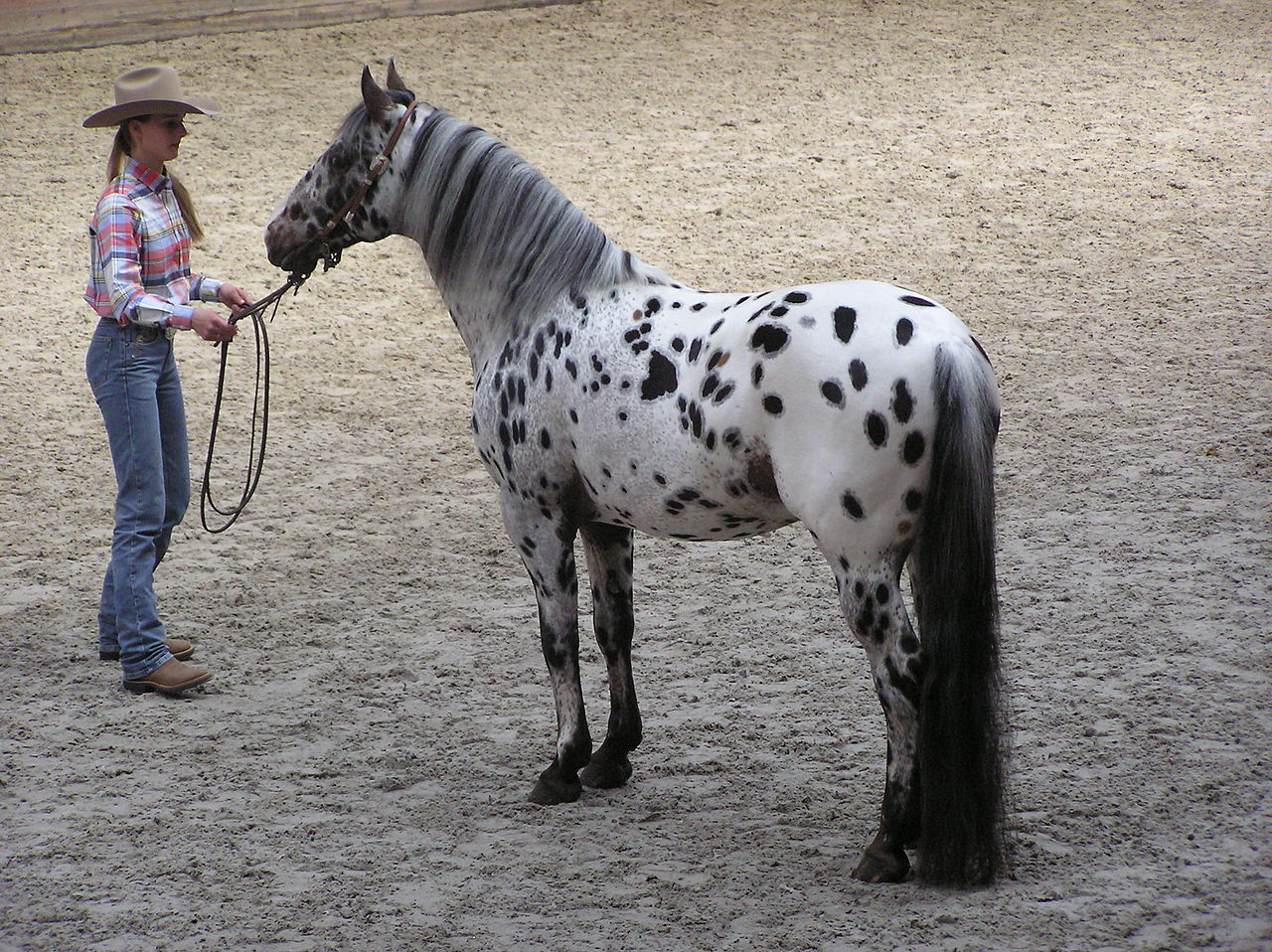 Ngựa Appaloosa trong các hoạt động thể thao cưỡi ngựa Ngựa Appaloosa tham gia thi đấu cưỡi ngựa
