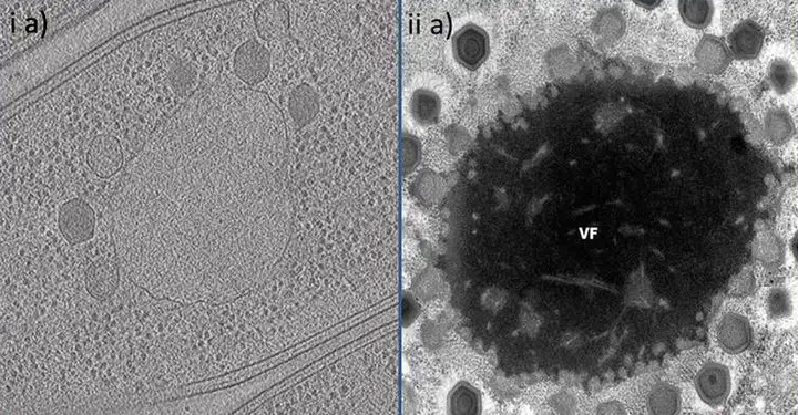 Virus có phải là sinh vật sống không? Tranh cãi kéo dài hàng thập kỷ và những khám phá mới đang thay đổi câu trả lời- Ảnh 4. Nhà máy virus bên trong tế bào chủ