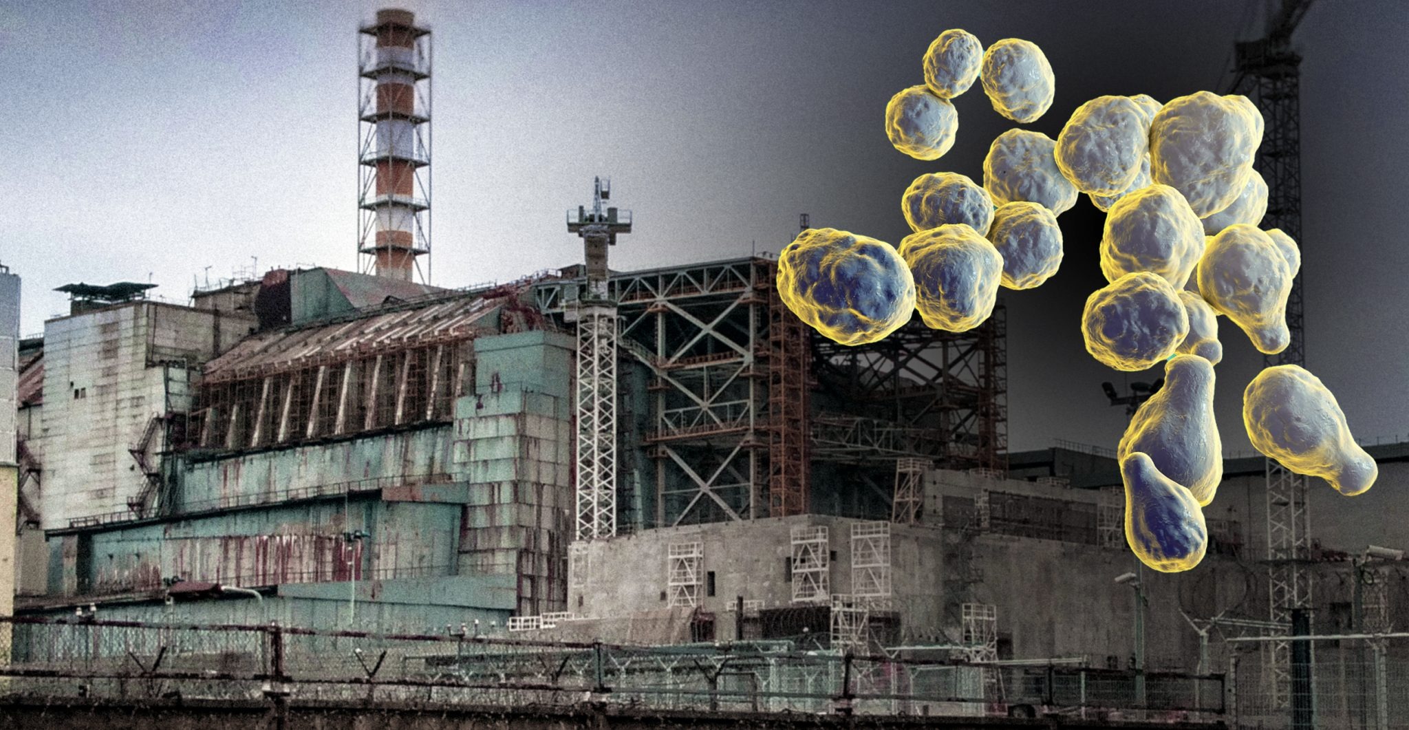 Nấm đen Cladosporium sphaerospermum phát triển giữa vùng đất ô nhiễm Chernobyl Sự sống kiên cường của nấm đen tại vùng thảm họa