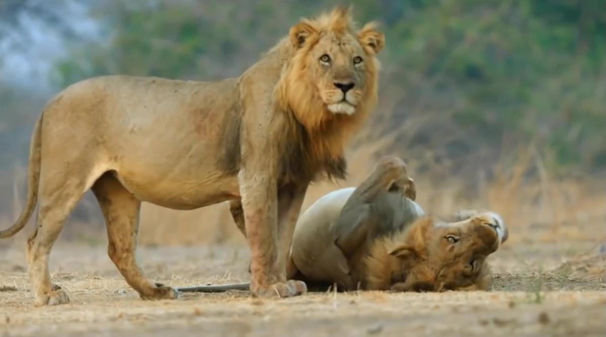 Phân bố cổ xưa của sư tử và hổ