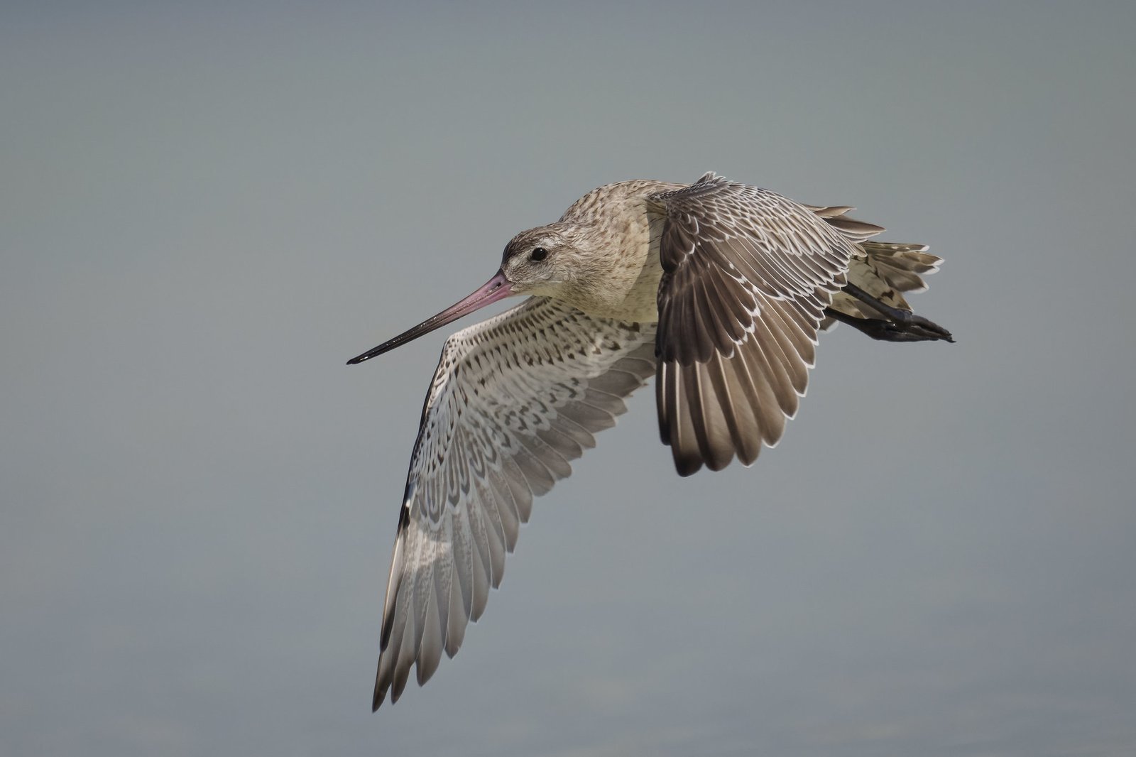 Khả năng phục hồi nội tạng của chim sau chuyến bay Nội tạng co lại và phục hồi sau chuyến bay dài
