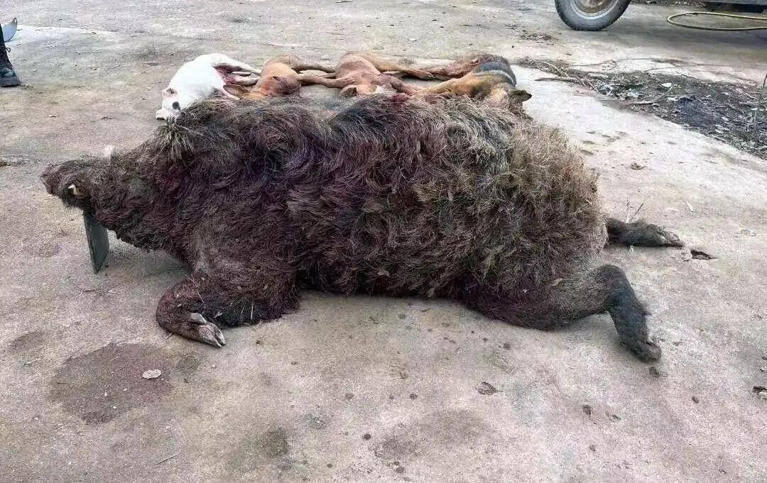 Cấu tạo đặc biệt của lợn rừng Lớp mô dày trên thân lợn rừng