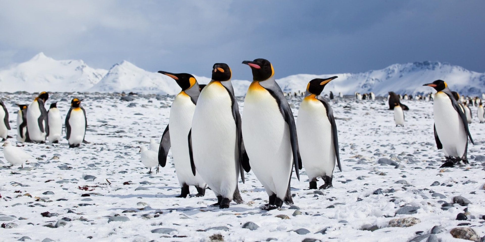 Đàn chim cánh cụt đông đúc ở Nam Cực Chim cánh cụt tập trung đông đúc tại Nam Cực