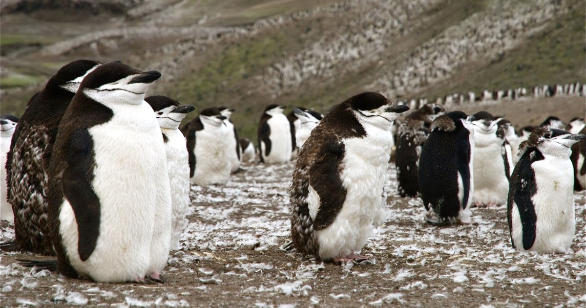 Nghiên cứu về ảnh hưởng khí hậu từ phân chim cánh cụt Các nhà khoa học nghiên cứu hiện tượng amoniac tại Nam Cực